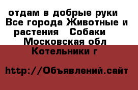 отдам в добрые руки - Все города Животные и растения » Собаки   . Московская обл.,Котельники г.